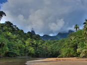 Sao Tome, jungle